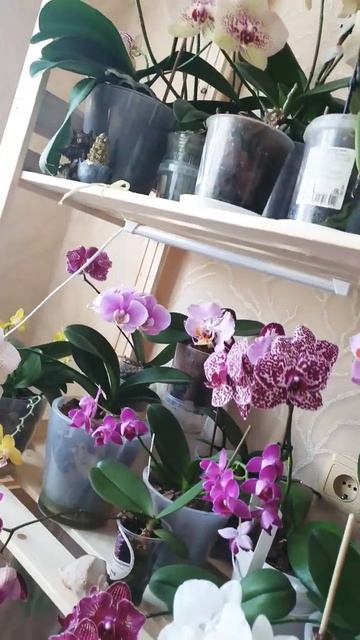 #любовь #счастье #орхидеи #reels смотреть онлайн