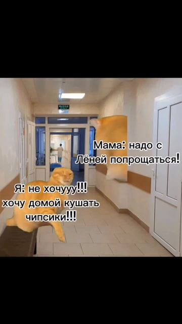 Кошачий дурдом: В больнице (часть 2) #врек #мемы #кот #бол смотреть онлайн