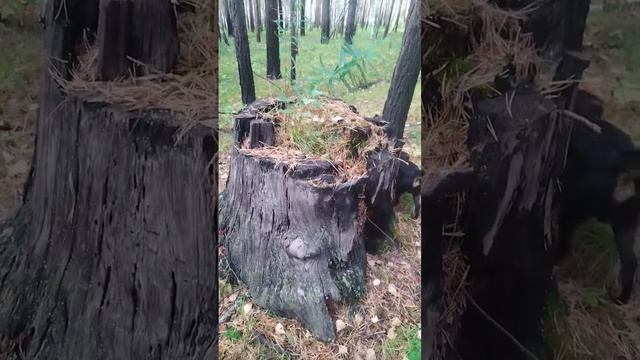 Вековые деревья раньше стояли, теперь такого диаметра смотреть онлайн