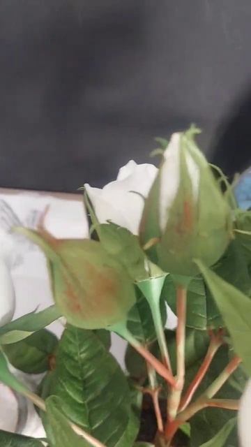 Пионовидная роза из фоамирана смотреть онлайн