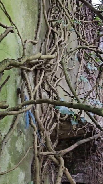 Заброшенный дом в лесу, весь обвитый плющем. смотреть онлайн