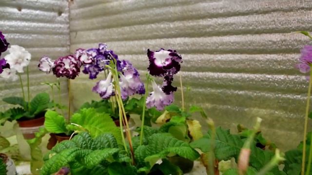 Стрептокарпусовый дом. Селекция стрептокарпусов DS смотреть онлайн