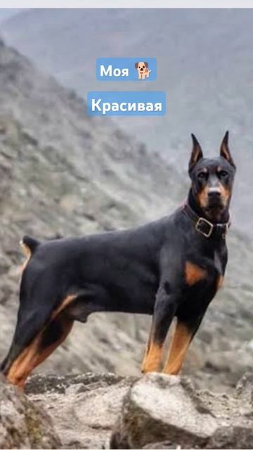 напишите в комментарии красивая моя собака или нет, и ? смотреть онлайн