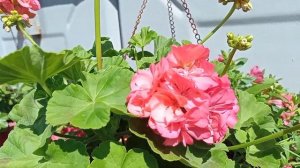 Уход за плющелистной пеларгонией.