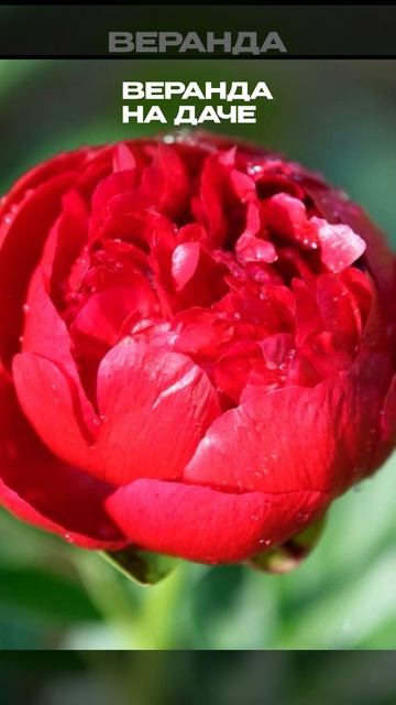 🍷Пион Генри Бокстос–главная драгоценность сада смотреть онлайн