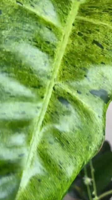 Филодендрон 🌿 Новые листочки #филодендрон #комнатные смотреть онлайн