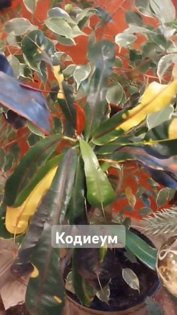 Кодиеум смотреть онлайн