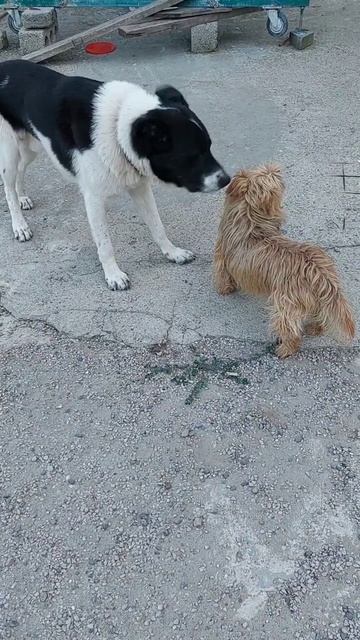 🐶🐶Подпишись! Плохо когда нет настроения!У Фроси оно смотреть онлайн
