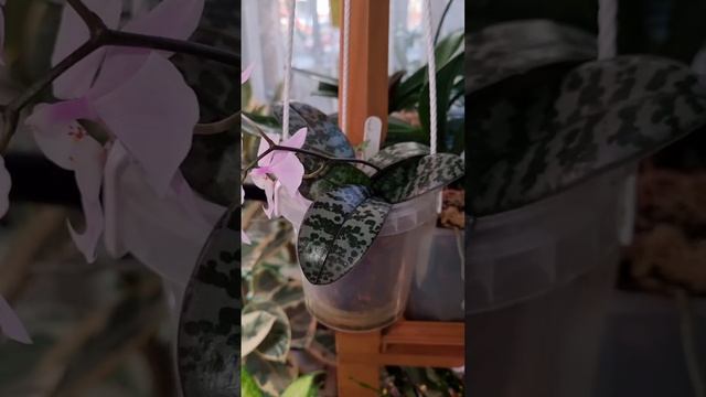 Обзор цветения Орхидеи Schilleriana 'MSH' из группы "Породисты смотреть онлайн