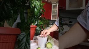 Как обрезать и пересадить кактус?