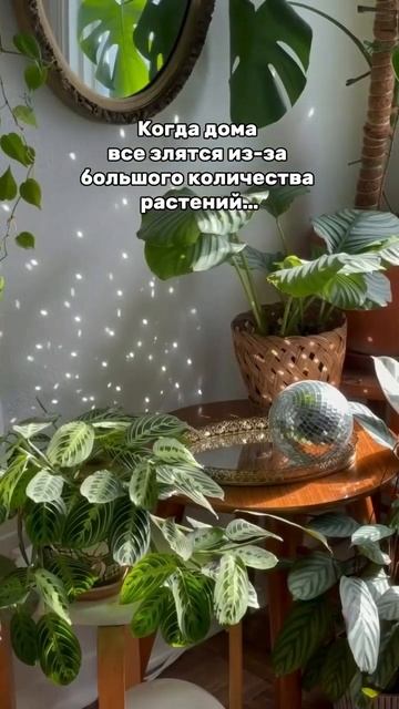 #placeofplants #юмор #растения #plants #place #аглаонема #алоказия #м смотреть онлайн