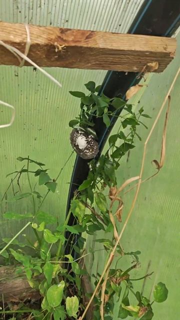 О, ужас, осиное гнездо в теплице!!!🐝 смотреть онлайн