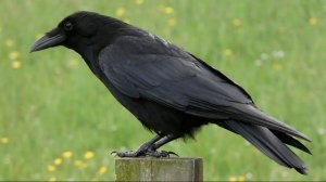 Звук Карканья Черного Ворона. Ворон Каркает. Голос Ворона. Каркающий Ворон