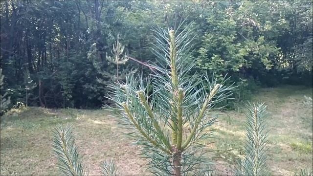 Формировка (стрижка и обрезка) сосны обыкновенной на т смотреть онлайн