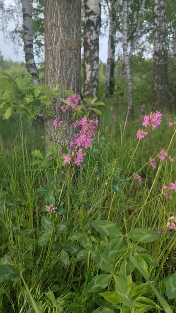 Гвоздика Смолка( Вискария)