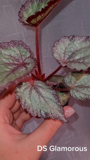 Бегонии Часть2. Новинки коллекции #plants #flowers #garden смотреть онлайн