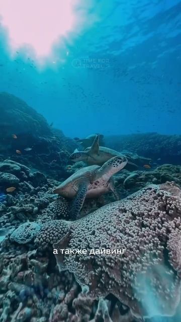 Hard Rock Понравился отель? Заходи в описание, там есть сс? смотреть онлайн