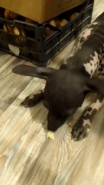 Собака ест сырой картофель. Слышим хрустит что то, а эт смотреть онлайн