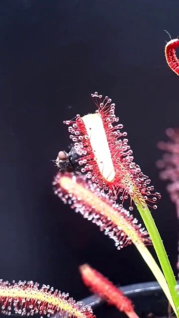 Росянка. Drosera.Росянка в деле. #drosera #venusflytrap #flycatcher смотреть онлайн