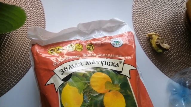 можно ли вырастить манго из семя смотреть онлайн