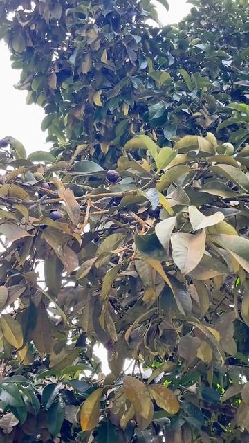 Что такое мангостин, как растет мангостин, мангостин в смотреть онлайн