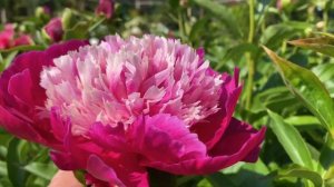 Цветение ПИОНОВ под Питером