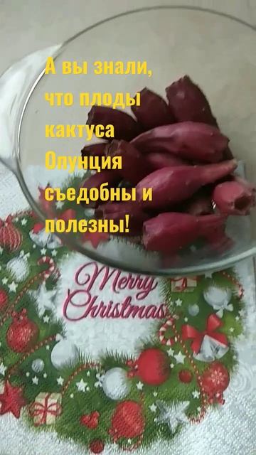 Плоды кактуса. смотреть онлайн