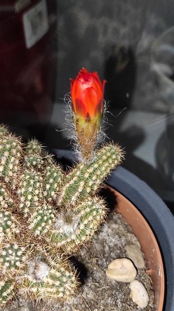 Chamaelobivia цветёт кактус гибрид echinopsis chamaecereus смотреть онлайн