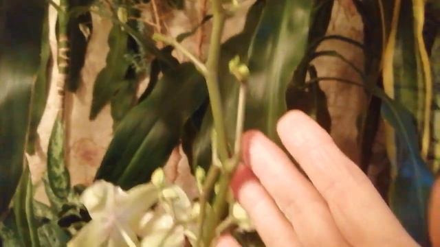 ‼️Очень, очень большая НЕПРИЯТНОСТЬ😭в моей орхидей? смотреть онлайн