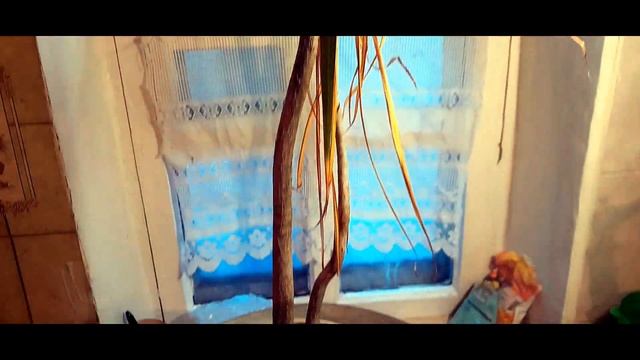 Драцена, як правильно її посадити. 🌱 Основні поради. В смотреть онлайн