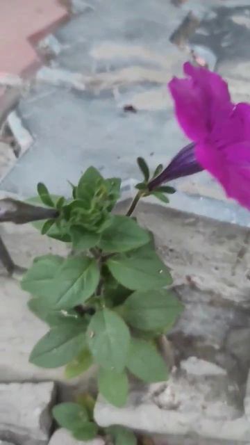 Петуния самый неприхотливый цветок🌺🌻 смотреть онлайн