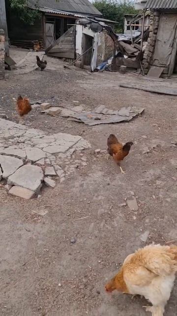 Что едят куры на обед? - Насекомышки #насекомышки #куры смотреть онлайн