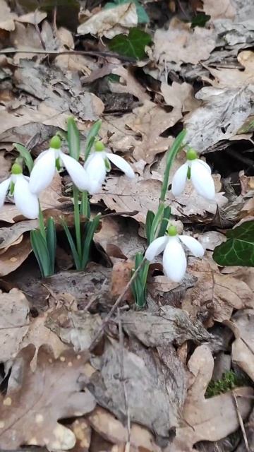 В Крыму цветут подснежники 10.02.24 смотреть онлайн