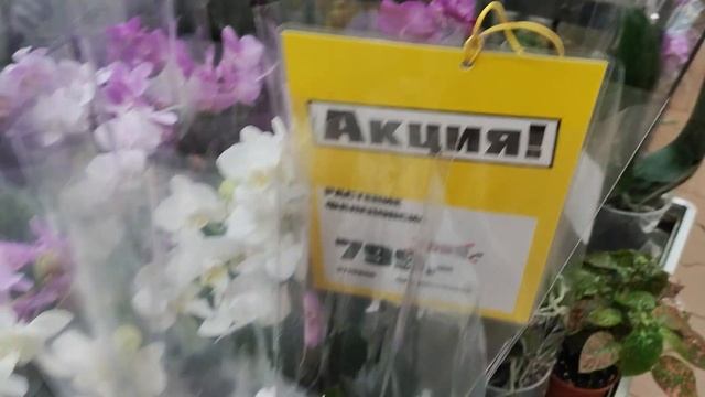 АКЦИЯ ОРХИДЕИ ОБИ КАЗАНЬ 08.09.24 смотреть онлайн