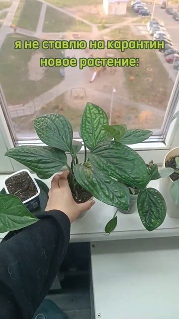 Ставьте растения на карантин!А что делать при обнаруж? смотреть онлайн