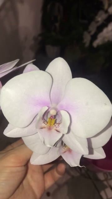 🫣Ася- киця помічниця… Не довго квітла орхідея 💕Алте смотреть онлайн