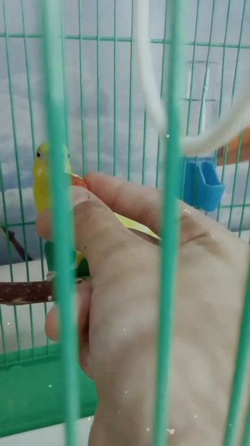 🍓Будут ли попугаи есть клубнику🍓#рекомендации #топ # смотреть онлайн