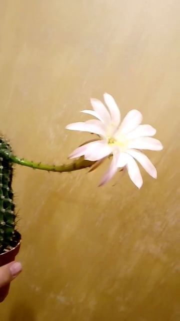 Кактус (Cactus) смотреть онлайн