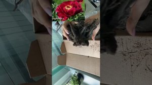 Распаковка посылки с корнями пионов от Пулков сад. Осе