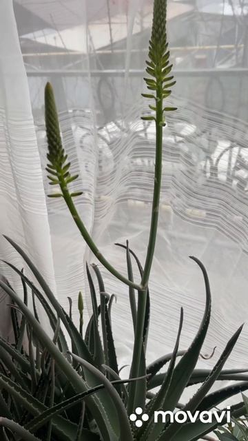 Цветет Алоэ Вера . Февраль. смотреть онлайн