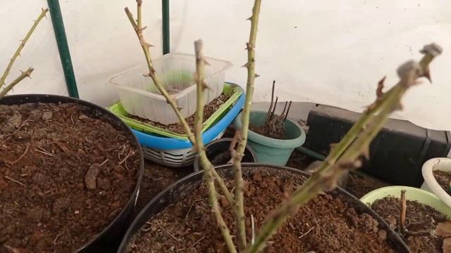 Жизнь в Сибири/крокусы/бегония/рассада в доме смотреть онлайн