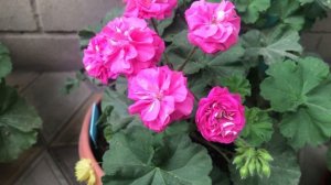 Пеларгонии. Небольшой обзор цветения пеларгоний.