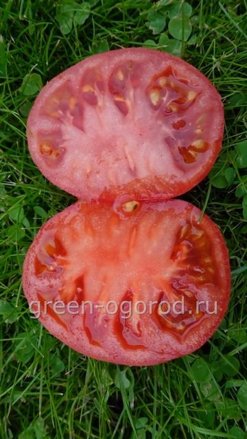 🍅Томатный гном БОРОНИЯ! Интернет-магазин: www.green-ogorod.ru смотреть онлайн