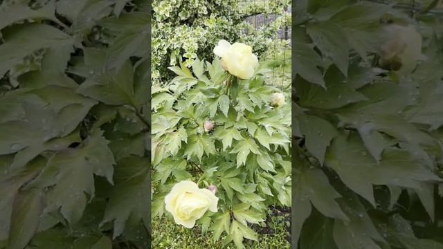 Расцвели древовидные ПИОНЫ #мойсад #италия #жизньвита? смотреть онлайн