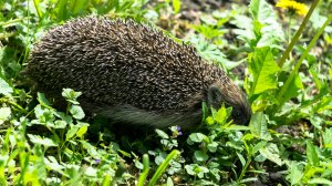 Встретила ежа