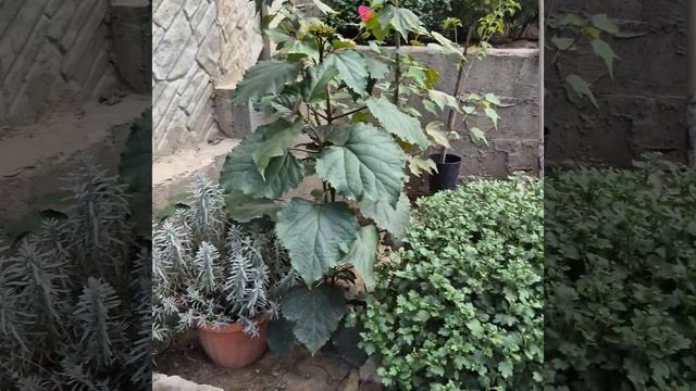 Клеродендрум Бунге