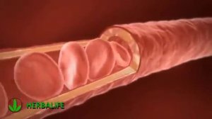 Алоэ Вера Гербалайф