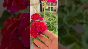 ЮГ_Шейха Моза