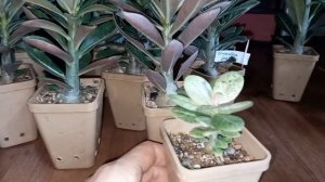 #адениум 3 месяца сеянцам.