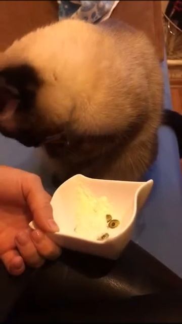 Кошка Анабэль ест детское питание лапой смотреть онлайн